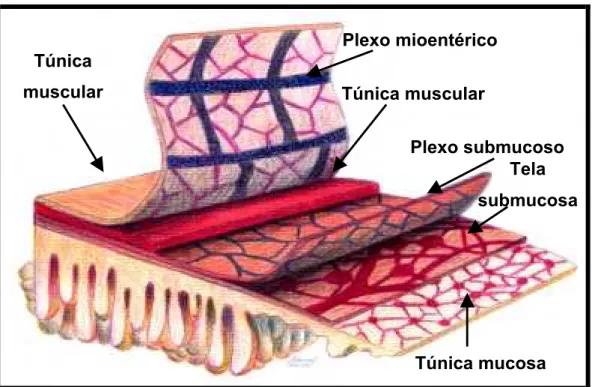 Figura 4 -  Esquema da parede do estômago evidenciando suas camadas: a túnica  mucosa, a tela submucosa, a túnica muscular com as camadas circular e  longitudinal, o plexo mioentérico e o plexo submucoso