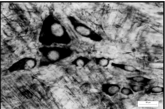 Figura 9 -  Fotomicrografia de  preparado de  membrana do estômago de rato  do  grupo diabético evidenciando gânglio contendo neurônios mioentéricos  nadh-d reativos com perfil do corpo celular de  tamanhos variados