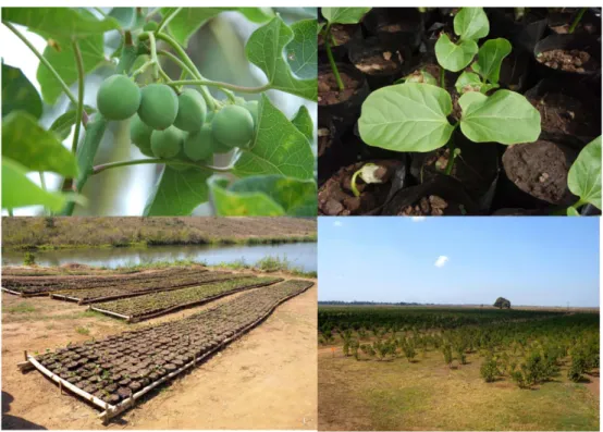 Figura  14:  Fotografias das plantações de JCL do projecto em vigor da Galp em  Moçambique (em cima à esquerda: bagas de JCL; em cima à direita: JCL após 
