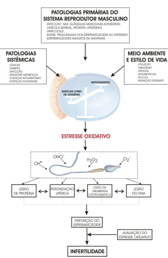 Figura 3  ‒  Causas ambientais, urológicas e sistêmicas relacionadas ao estresse  oxidativo, disfunção espermática e infertilidade masculina  