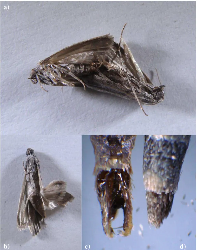 Figura 5 - Deformações observadas em A. kuehniella provenientes de imaturos mantidos em temperaturas acima de  28°C: a) Casal morto devido ao acoplamento mal sucedido; b) Fêmea com asa deformada; c) estrutura de  acoplamento  do  órgão  reprodutor  masculi