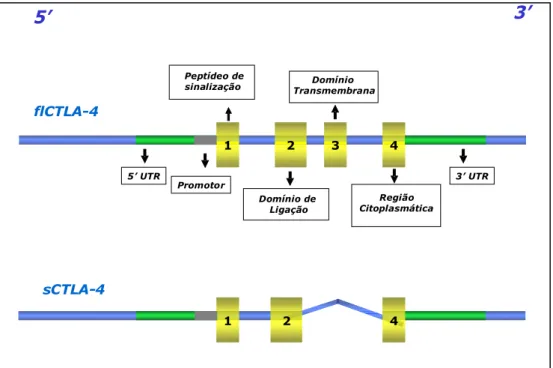 Figura   3.  Representação   esquemática   das   isoformas   codificadas   pelo   CTLA-4