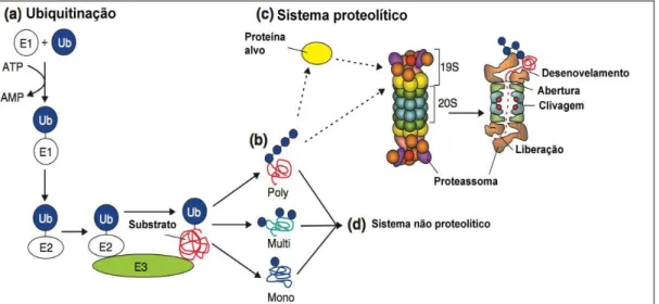 Figura 3. Sistema ubiquitina proteassoma (SUP).  E1 (proteína ativadora) ativa a  ubiquitina (Ub) com gasto de energia