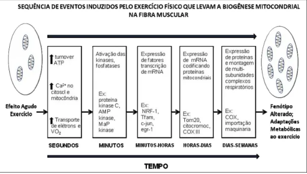 Figura 5. Mudanças fisiológicas, bioquímicas e moleculares ocorridas nas fibras  musculares expostas a atividade contrátil (exercício)