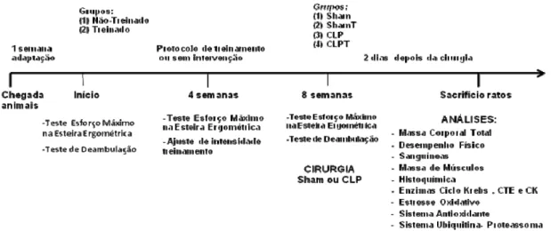 Figura 6. Desenho Experimental. Grupos: Sham, grupo não-treinado submetido a  falsa cirurgia; ShamT, grupo treinado submetido a falsa cirurgia; CLP, grupo  não-treinado submetido a cirurgia de ligação e punção cecal; CLPT, grupo não-treinado  submetido a c