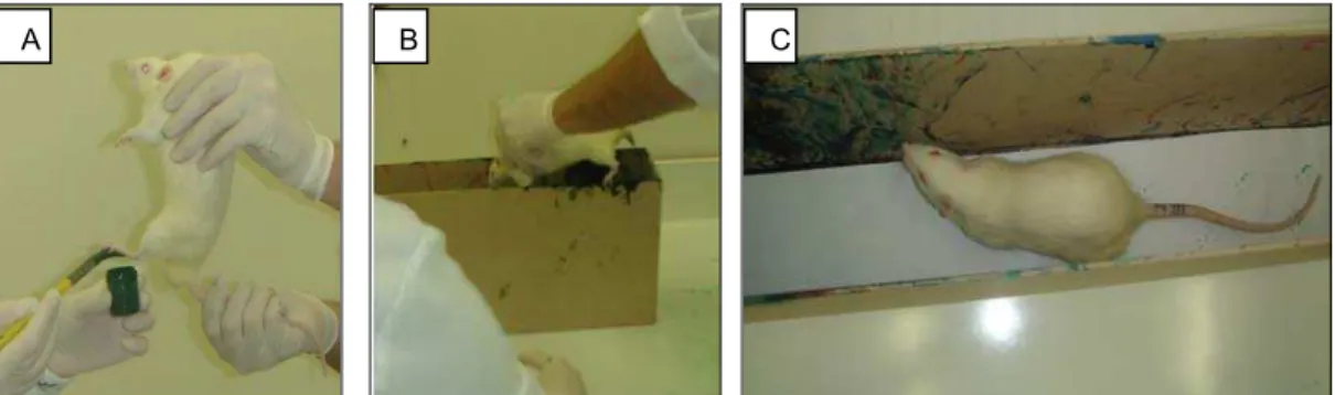 Figura 8. Teste de deambulação. (A) Patas dos animais em contato com a tinta  fresca; (B) posicionados em caixa de madeira retangular forrada com papel branco; 