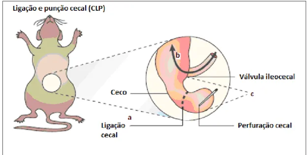 Figura 9. Técnica de ligação e punção cecal (CLP). A ligação foi realizada na base  do colon direito (a), de forma a isolar o ceco e não interromper o fluxo intestinal (b)