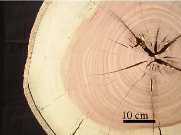 Figura  4.  Vista  parcial  da  madeira  de  Sterculia  apetala  após  polimento  no  laboratório  de  botânica  da  Universidade  do  Estado  de  Mato  Grosso  do  Sul,  Campus  de  Corumbá