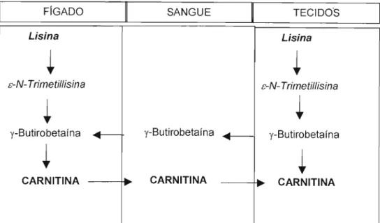 Figura  3.  Formação  hepática e  distribuição da  carnitina  nos  tecidos extra-hepáticos  (adaptado deCERRETELLI &amp; MARCONI,  1990)