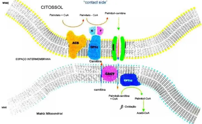 Figura  4.  Mecanismo  de  transporte  de  ácidos  graxos  de  cadeia  longa.  ACS=  acil- acil-CoA  sjntetase;  CACT=  carnitina/acilcarnitina  translocase;  CPT-I=  carnitina  palmitoil  transferase  I;  CPT-II=  carnitina  palmitoil  transferase  11;  M