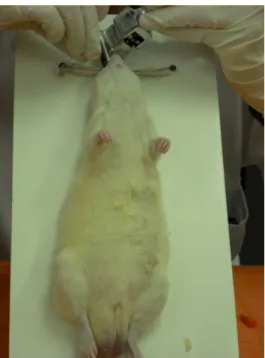 Figura 10. Instilação de fungos e material particulado em ratos machos Wistar.  