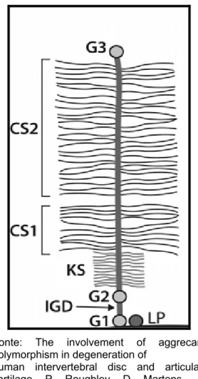 Figura 7 -   Estrutura do Agrecam. LP - ligação  protéica, G1, G2, G3 - domínios,  KS - queratam sulfato, IGD -  interglobular domínio, CS1, CS2 -  domínios ricos em condroitim  sulfato - São Paulo - 2009 