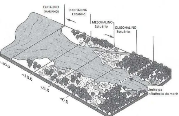 Figura  1.  Representação  do  gradiente  de  salinidade  em  um  estuário  segundo  o  sistema de Venice (1958, adaptado de Mitsch &amp; Gosselink, 2000) 