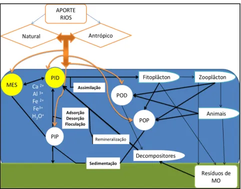 Figura 2. Esquema do ciclo biogeoquímico do fósforo em estuários. 