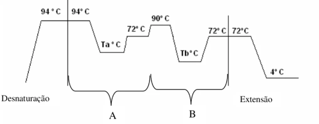 Figura 3 – Representação esquemática de uma reacção em cadeia da polimerase (PCR). Em que Ta ºC e  Tb ºC representam temperaturas de hibridação específicas e A, B o número de ciclos