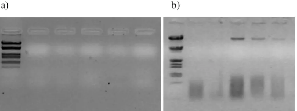 Figura 5 – Electroforese das amostras provenientes da extracção de ADN de ovos inviáveis (painel a) e  viáveis  (painel  b)