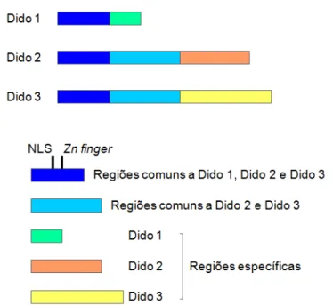 Figura 2. Representação esquemática dos transcritos de  DIDO. As cores iguais indicam regiões  comuns das sequências de nucleotídeos