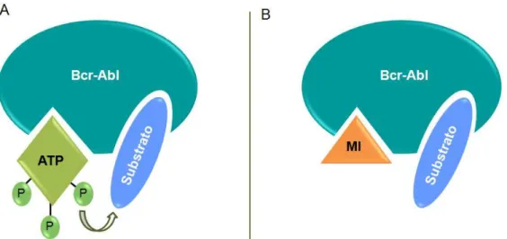 Figura  3.  Mecanismo  de  ação  do  Mesilato  de  Imatinibe  (MI)  em  células  Bcr-Abl  positivas