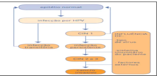 Figura 2.4 – Esquema da infeção por HPV