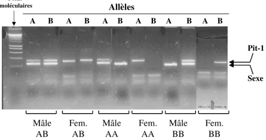 Figure  6:  Profils  des  fragments  de  restriction  du  gène  Pit-1  obtenus  après  amplification  la  technique  PCR-RFLP