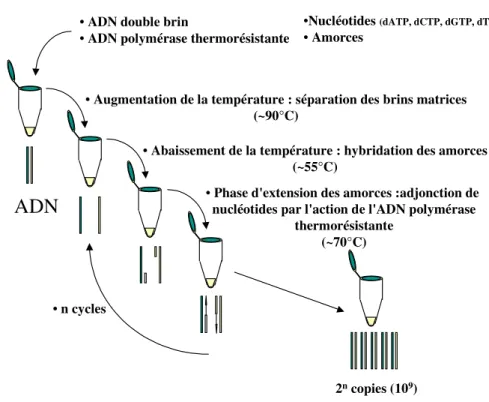 Figure 2: Représentation schématique de l'amplification PCR de l'ADN  