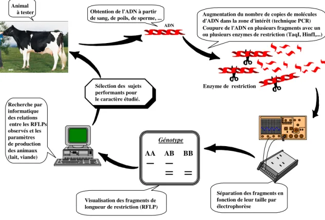 Figure 4:  Différentes  étapes  conduisant  à  l'identification  d'un  marqueur  génétique  par  PCR- PCR-RFLP 