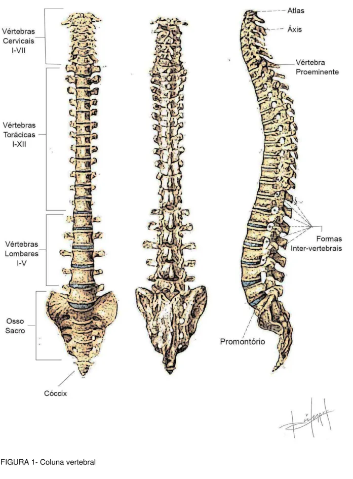 FIGURA 1- Coluna vertebral 