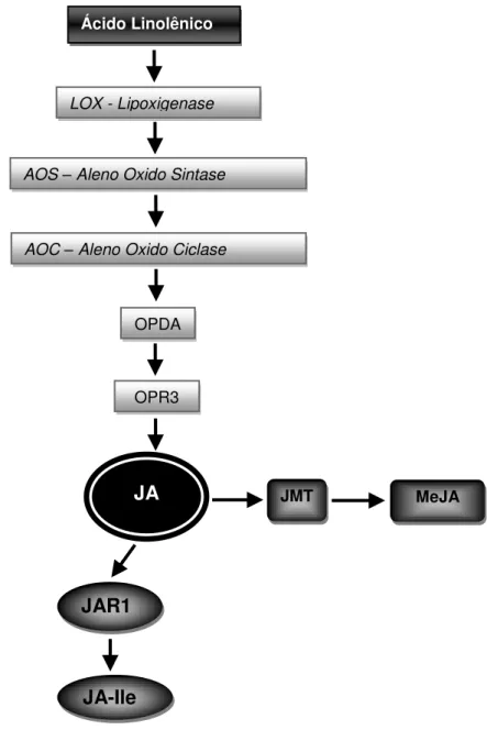 Figura 1 - Representação esquemática da via de biossíntese de jasmonato: Ácido Linolênico, LOX  -  Lipoxigenase,  AOS  -  Aleno  Oxido  Sintase,  AOC  –   Aleno  Oxido  Ciclase,  OPDA   12-Oxophytodienoic Acid, OPR3 - Opda Reductase 3, JA - Jasmonato, JMT 