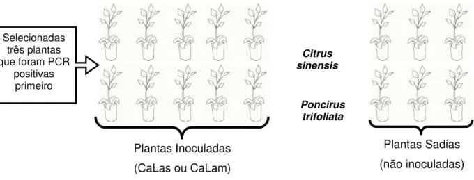 Figura 5 - Delineamento experimental de plantas inoculadas com CaLam ou CaLas em experimentos  independentes 