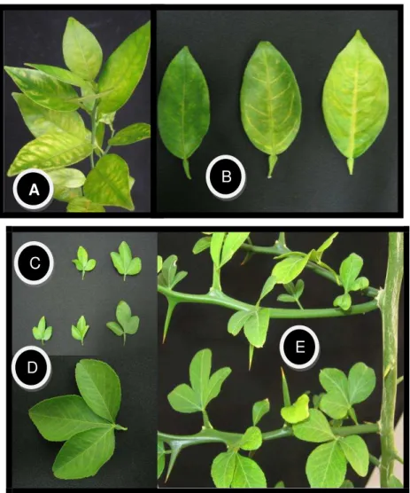 Figura 6 - Plantas de C. sinensis (A-B) e Poncirus trifoliata (C ,D e E) infectadas com Ca