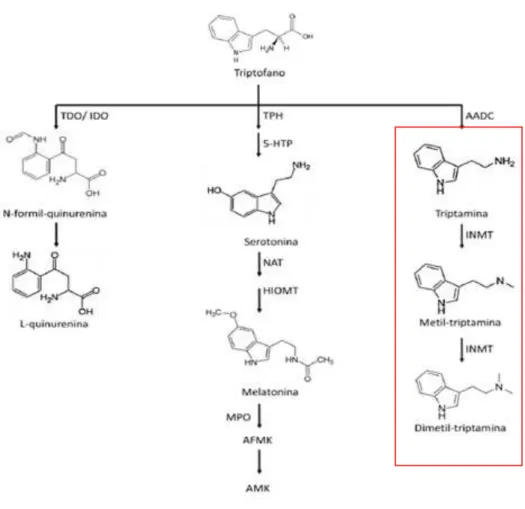 Figura 1: Rotas bioquímicas de degradação do triptofano. A figura ilustra a via das quinureninas, a via serotonérgica e a  via das triptaminas e as principais enzimas e metabólitos envolvidos nestas três rotas de degradação 