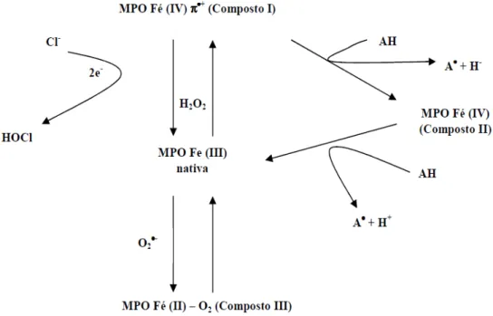 Figura 5: Modelo cinético proposto para MPO. 