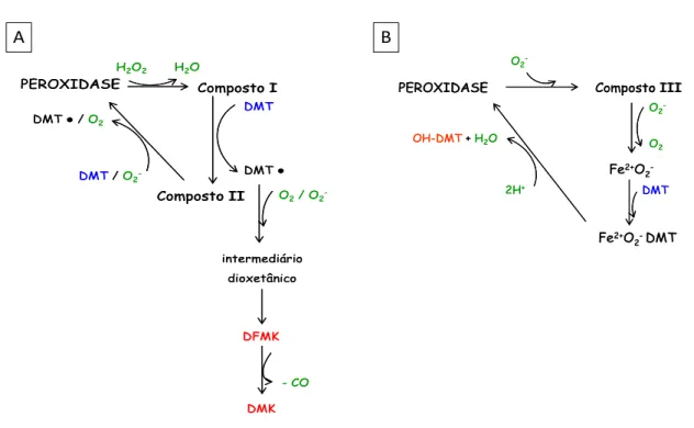 Figura 6: Possíveis vias de degradação da molécula de DMT por peroxidases como MPO, (A) envolvendo os compostos I e  II, e (B) o composto III