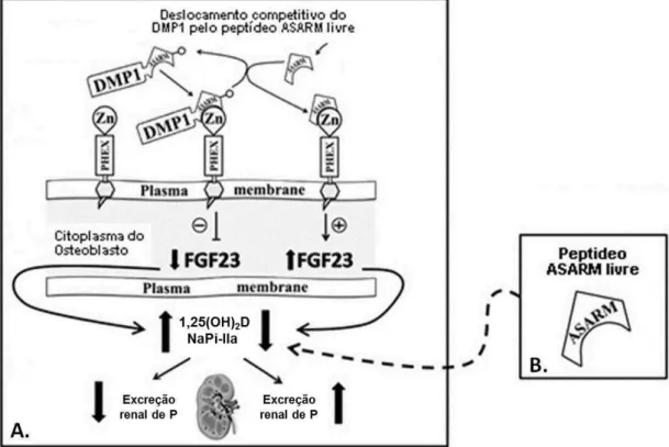 Figura  2  –  Vias  de  ação  dos  ASARMs.  (A)  Via  indireta:  o  PHEX  interage  com  DMP1  através  da  sua  região  ASARM,  promovendo  a  redução  da  expressão  do  FGF23