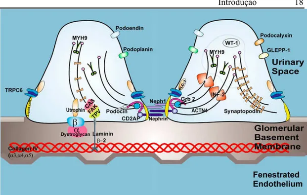 Fig 1. Estrutura do podócito e provável localização da proteína do gene MYH9. 63    Fonte:  Reidy,  K