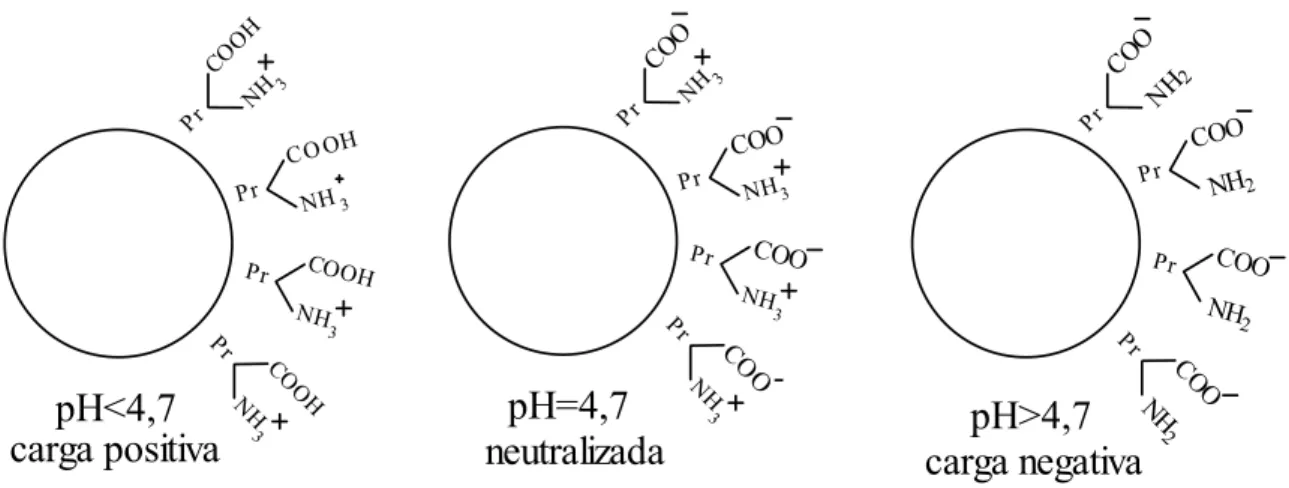 Figura 2 – Representação das cargas elétricas na partícula de borracha do látex. 