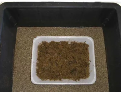 Figura 4 – Caixa contendo vermiculita para coleta de larvas e meio de empupação.  