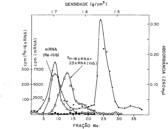 Fig. 5 - Centrifugaçilo em gradiente de densidade de Ca2804-Hg2+ do híbrido 3H-RNA 16S + 23S·ONA.