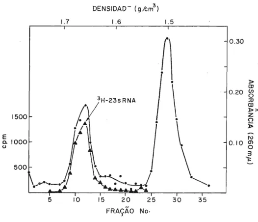 Fig. 8 - Centrifugação em gradiente de densidade de ｃｓｾＰＴﾷｈｧ［ＲＫ do DNA &#34;single-stran- &#34;single-stran-dedu previamente submetido à hibridização com RNA sintético (poli IG).