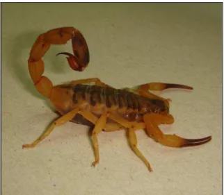 Figura 1 - Escorpião brasileiro Tityus serrulatus  Fonte: Laboratório de Toxinas animais 