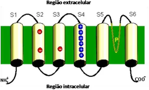 Figura  4  – Desenho  esquemático  de  uma  subunidade  α  do  canal  para  potássio.    Estão  evidenciados  os  6  segmentos  transmembrana  de  uma  única  subunidade  do  canal