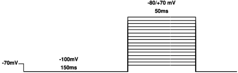 Figura  6  -  Protocolo  de  voltagem  utilizado  para  registros  das  correntes  de  sódio  de  células  GRD