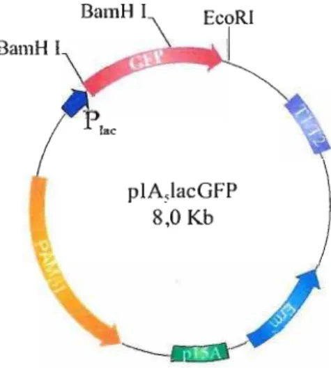 Figura 03 - Mapa de restrição dos vetores de expressão em lactobacilos - A) Vetor plAslacGFP para expressão intracelular e B) Vetor plAslac1133PVA para expressão extracelular, o vetor contém o peptídeo sinal e a seqüência &#34;pré&#34; da peptidase de pare