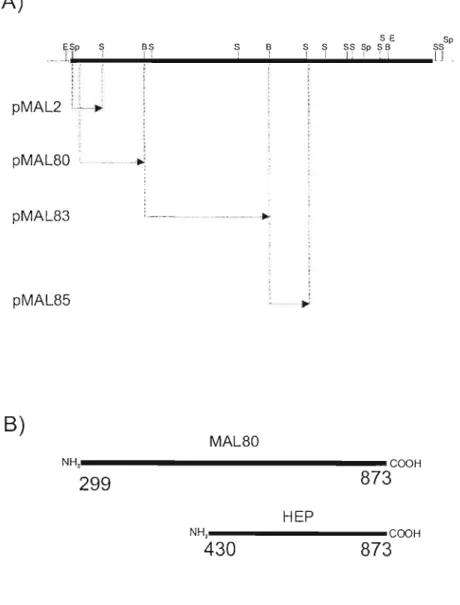 FIGURA 04 - Esquema dos domínios que compõe a proteína de FHA - A) Regiões de FHA expressas por Hannah e colaboradores (1994); B) regiões de FHA a serem amplificadas (Ma180 e Hep)
