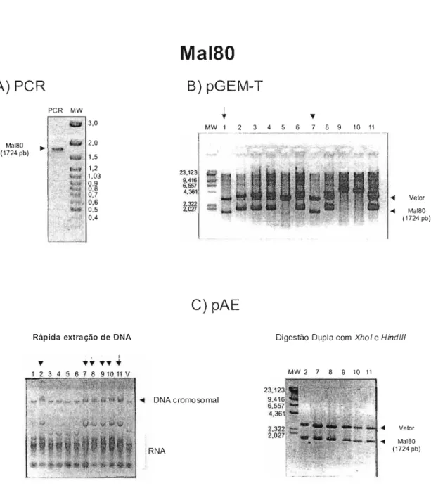 FIGURA OS - Clonagem da região Mal80 - A) Análise do produto de PCR - a região Mal80 foi amplificada utilizando como molde o DNA genômico de B