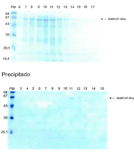 FIGURA 07 - Purificação da proteína recombinante MAL80 em cromatografia de afinidade por níquel- A proteína foi purificada por cromatografia de afinidade por níquel utilizando a resina &#34;Chelating Sepharose Fast Flow&#34; e eluída com imidazol 0,5 M