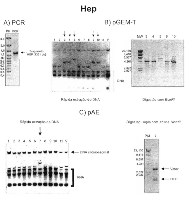 FIGURA 08 - Clonagem da região Hep - A) Análise do produto de PCR - a região Hep foi amplificada utilizando como molde o DNA genômico de B