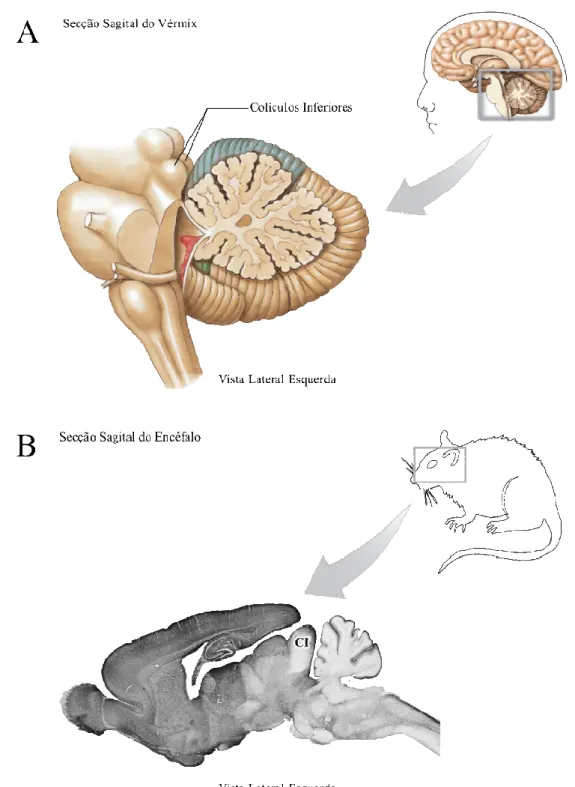 Figura  1.  Esquemas  representando  o  colículo  inferior  no  encéfalo  de  humanos  [A]  (modificado  de  ©  2011  PEARSON  EDUCATION,  Inc.)  e  de  ratos  [B]  (modificado  de  IINO;  KOBAYASHI;  MAEKAWA,  1999)