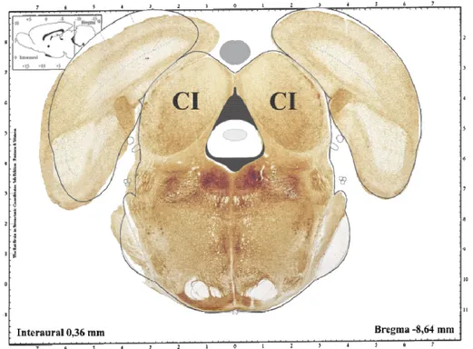 Figura 2. Representação de corte histológico do mesencéfalo de rato, baseado no diagrama do Atlas de Paxinos &amp; 