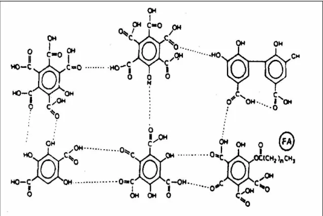 Figura 3: Modelo de estrutura de ácido fúlvico proposto por Schnitzer [19] 